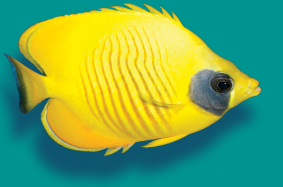 fish-yellow