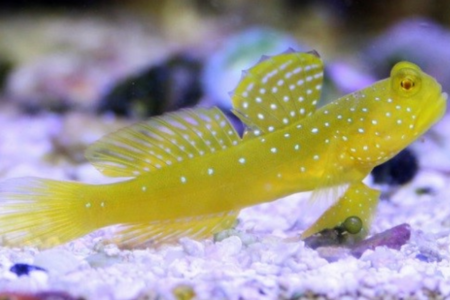 Yellow Watchman Goby
