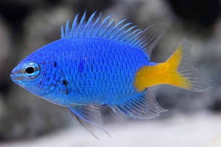 Yellowtail Blue Damsel