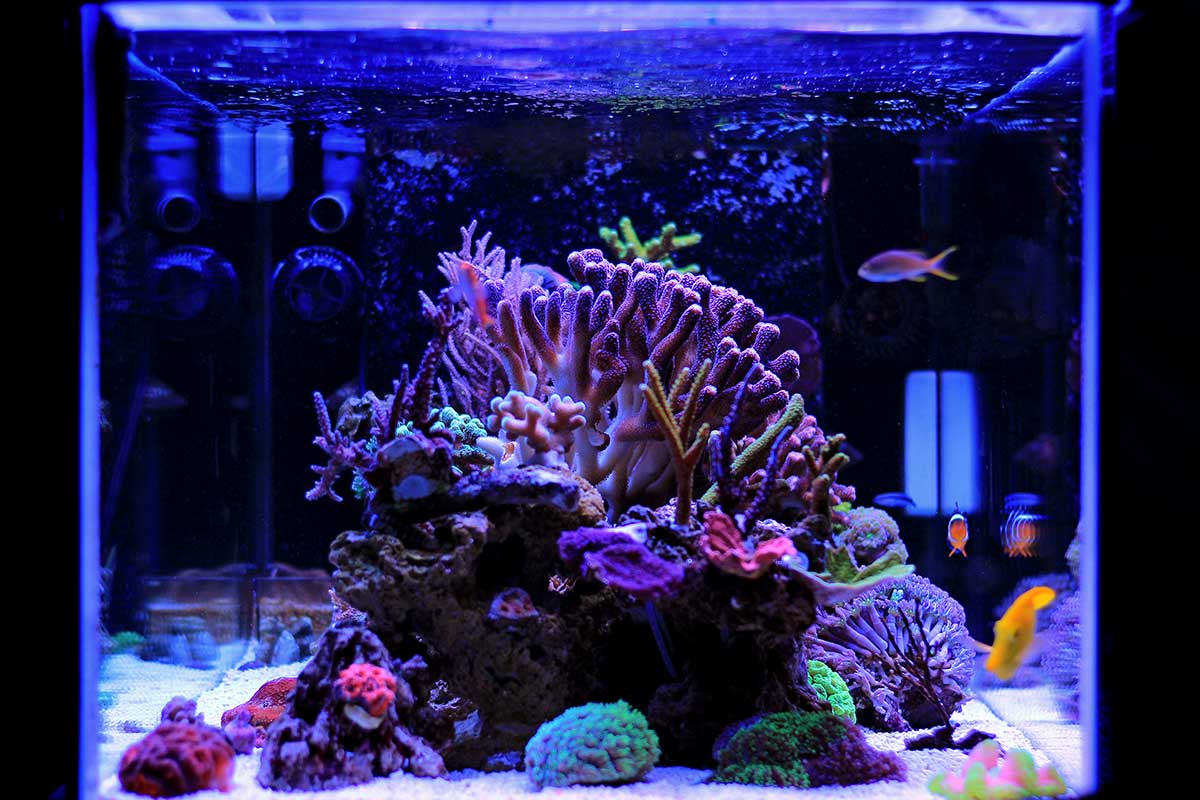 Setting up a reef tank takes time, but the beautiful fish and coral you