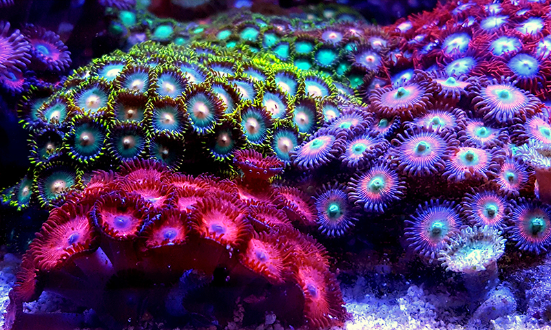 zoanthids