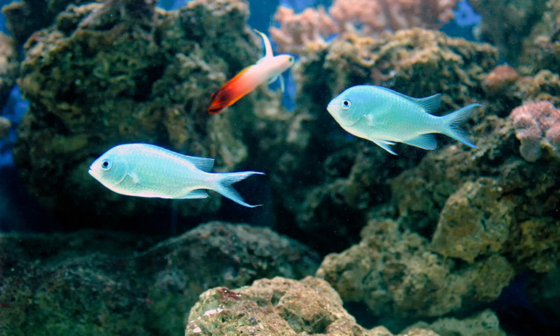 blue-green-chromis