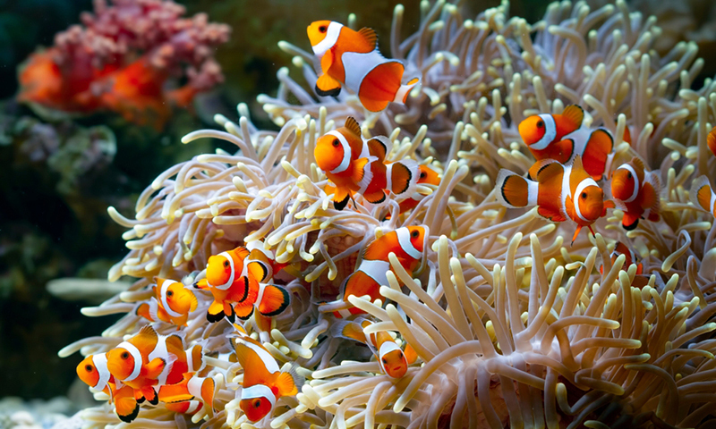 ocellaris-clownfish